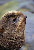 Northern fur seal {Callorhinus ursinus} St Paul Is, Pribilofs, Alaska