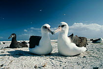 Laysan albatross pair {Diomedea immutabilis} Midway Atoll, Pacific