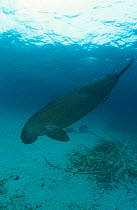 Indo-Pacific Dugong {Dugong dugong} underwater Indo-Pacific NB scars on back
