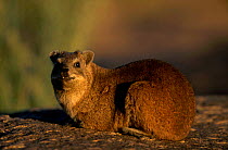 Rock hyrax {Procavia capensis} Augrabies Falls NP South Africa