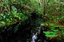 Blackwater rainforest stream near Georgetown Guyana South America