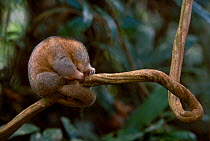Pygmy anteater {Cyclopes didactylus} Iwokrama Reserve Guyana South America