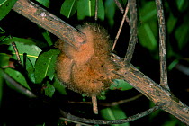 Pygmy anteater {Cyclopes didactylus} Coroni Swamp Trinidad