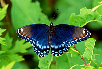 Red spotted purple butterfly {Basilarchia astyanax} New York USA