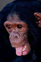 Chimpanzee sticking tongue out {Pan troglodytes} captive Zaire, Central Africa