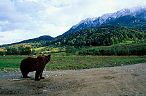 Brown bear {Ursus arctos} watching flock of sheep Carpathian mtns Romania