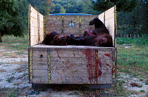 Dead Brown bears {Ursus arctos} from trophy hunt. Domnesti Carpathian mtns Romania