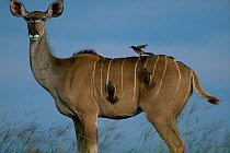 Greater kudu {Tragelaphus strepsiceros} with Oxpeckers Chobe NP Botswana