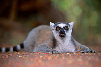 Ring-tailed lemur {Lemur catta} Berenty Reserve Madagascar