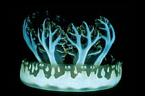 Upsidedown jellyfish {Cassiopeia andromeda} Papua New Guinea