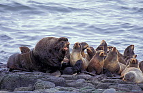 Northern fur seal colony {Callorhinus ursinus} St Paul Island, Pribilofs Alaska