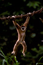 White handed gibbon swinging from branch {Hylobates lar} captive found in Far East