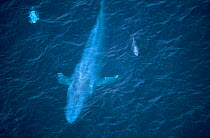 Aerial view of Blue whale {Balaenoptera musculus} and Risso dolphins, Mexico