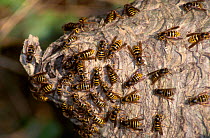 Active nest of Median wasps {Dolichovespula media} hung in low bush UK