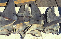 Dried shark fins part of illegal fishing industry Banda Islands Indonesia