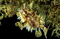 Sargassum frogfish {Histrio histrio} Cape Verde Is Atlantic