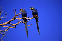 Hyacinth macaws {Anodorhynchus hyacinthus} Pantanal, Brazil