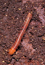 Brandling worm in mud {Eisenia foetida}
