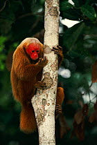 Red uakari monkey in tree {Cacjao rubicundus} Amazon Brazil, South America captive