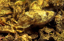 Cuttlefish {Sepia apama} camouflage Jervis bay Australia