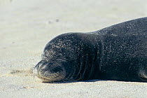Sleeping Hawaiian monk seal on beach {Monachus schauinslandi}, Midway Atoll