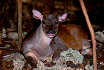 Red brocket deer captive {Mazama americana} occurs Neoptropical Rainforests