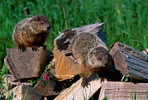 Woodchucks on wood {Marmota monax} captive Minnesota USA
