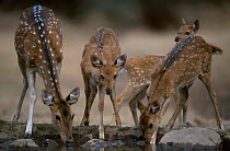 Chital / Spotted deer female and juveniles drinking {Axis axis} Sariska NP Rajasthan India
