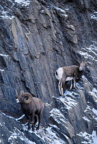 Bighorn sheep {Ovis canadensis} Female seeking refuge from male Jasper NP Alberta Canada