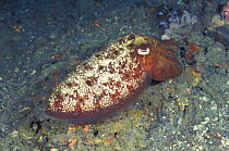 Broadclub cuttlefish colour change {Sepia latimanus} Sulawesi, Indonesia