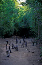 Band of Ring-tailed lemurs {Lemur catta} walking along trail, Berenty, Madagascar