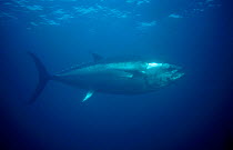 Bluefin tuna {Thunnus thynnus} Kushimoto Tuna Farm Japan. Bluefin tuna can swim at speeds of 50mph - they would win a silver swimming medal in an animal olympics competition.