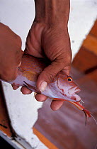 Coral trout having swim bladder punctured for live fish trade to Hong Kong. Philippines