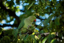 Wild Rose ringed parakeet eating hornbeam fruits {Psittacula krameri} Richmond