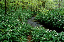 Stream through woodland with Wild garlic {Alium ursinum} Cheddar Somerset UK Long wood