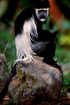 Black and white colobus monkey {Colobus guereza} male Lake Naivasha Kenya