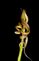 Brown tree snake climbing {Boiga irregularis} Guam. Pacific Ocean -  responsible for bird extinctions