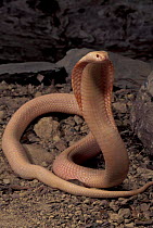 Albino spectacled (monocled) cobra {Naja naja kaouthia} SE Asia captive