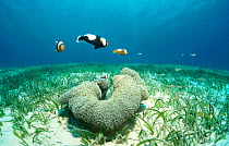 Saddleback anemone fish over seagrass {Amphiprion polymnus} Indo-Pacific