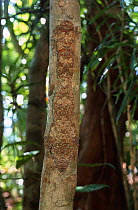 Leaf tailed gecko {Uroplatus fimbriatus} sleeping on tree trunk. Madagascar