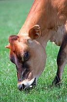 Jersey cow grazing {Bos taurus} Wiltshire, UK