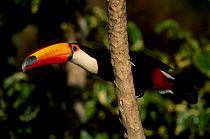Toco toucan in tree {Ramphastos toco} Igazu NP Brazil