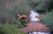 5 month Bengal tiger cubs playing {Panthera tigris tigris}, Kanha, India