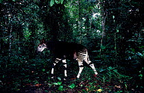 Okapi in rainforest Epulu Ituri Reserve Zaire {Okapia johnstoni} captive
