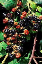Blackberry fruit {Rubus fruticosus} UK