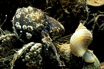 Common mussel {Mytilus edulis} holding down Dogwhelk {Nucella lapillus} with byssal in order to feeds on it. Dogwhelk may then drill into mussel shell and inject poisonous solution to feed on mussel.