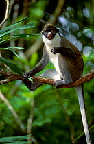 Greater white nosed guenon {Cercopithicus nictitans} Occurs Central Africa captive