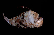 Football fish {Himantolophus groenlandicus} Deepsea fish Japan