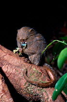 Pygmy marmoset in tree feeding {Cebuella pygmaea} Amazonia Brazil