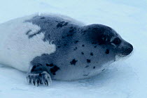 Moulting Harp seal pup Ragged Jacket {Phoca groenlandicus} Gulf of St Lawrence Canada